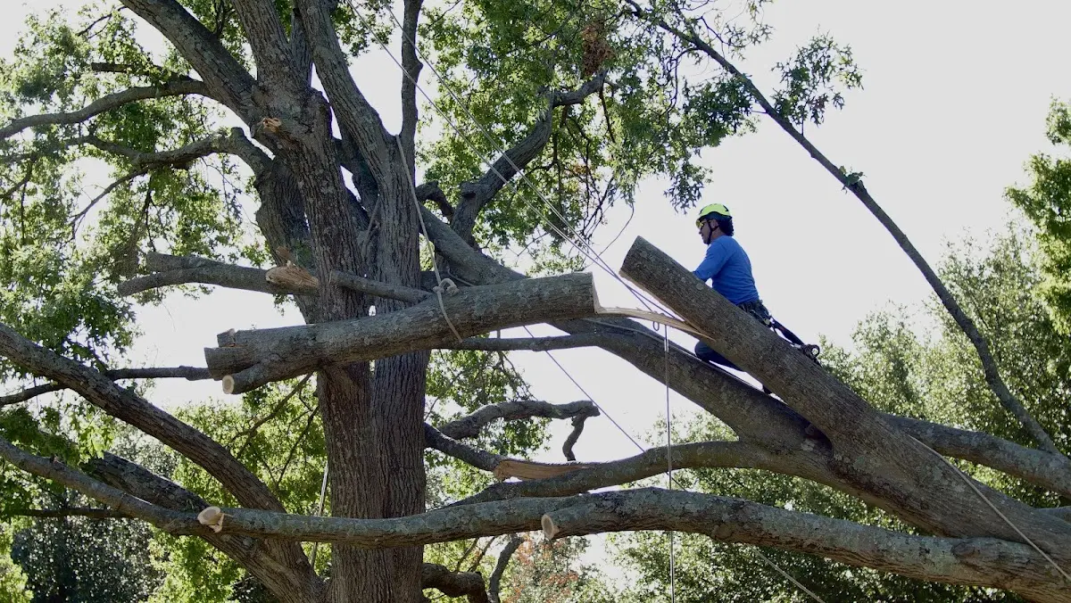Professional Crown Thinning performed by certified arborists in Enterprise